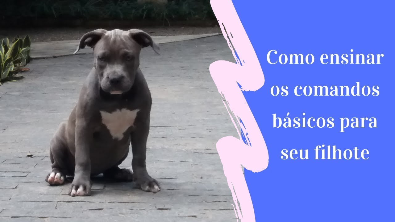 Como ensinar os comandos básicos para os filhotes