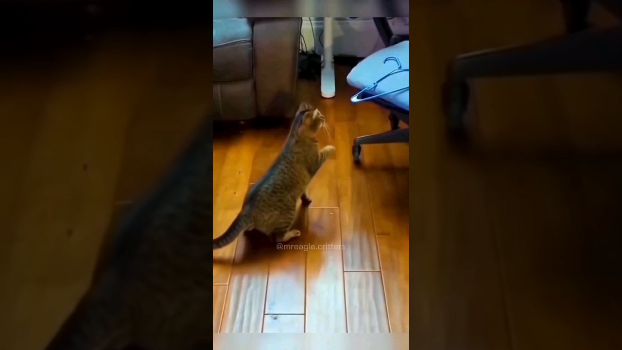 Cats curious nature 