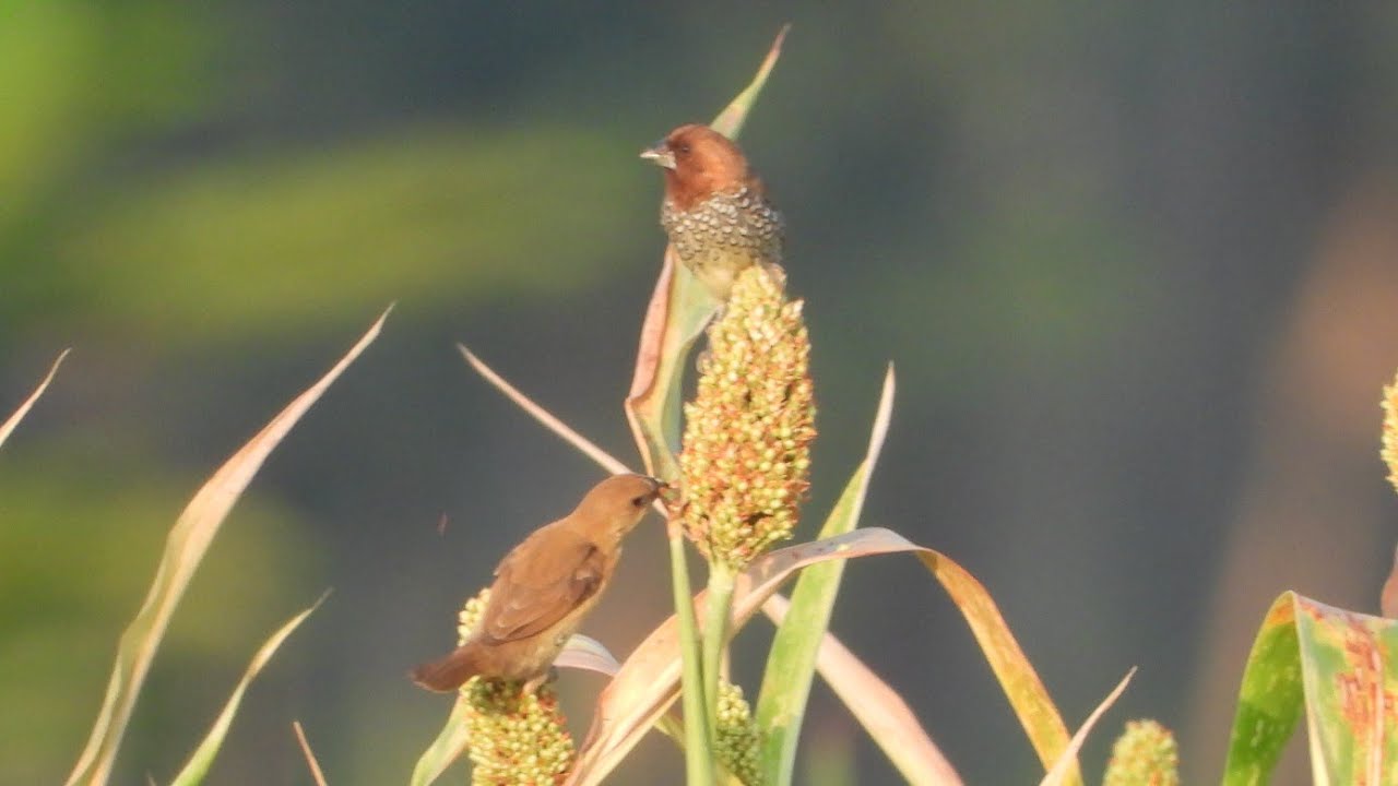 Nikon P1000 camera 150 meter distance zooming | Small cute birds eating grains spectacular scene