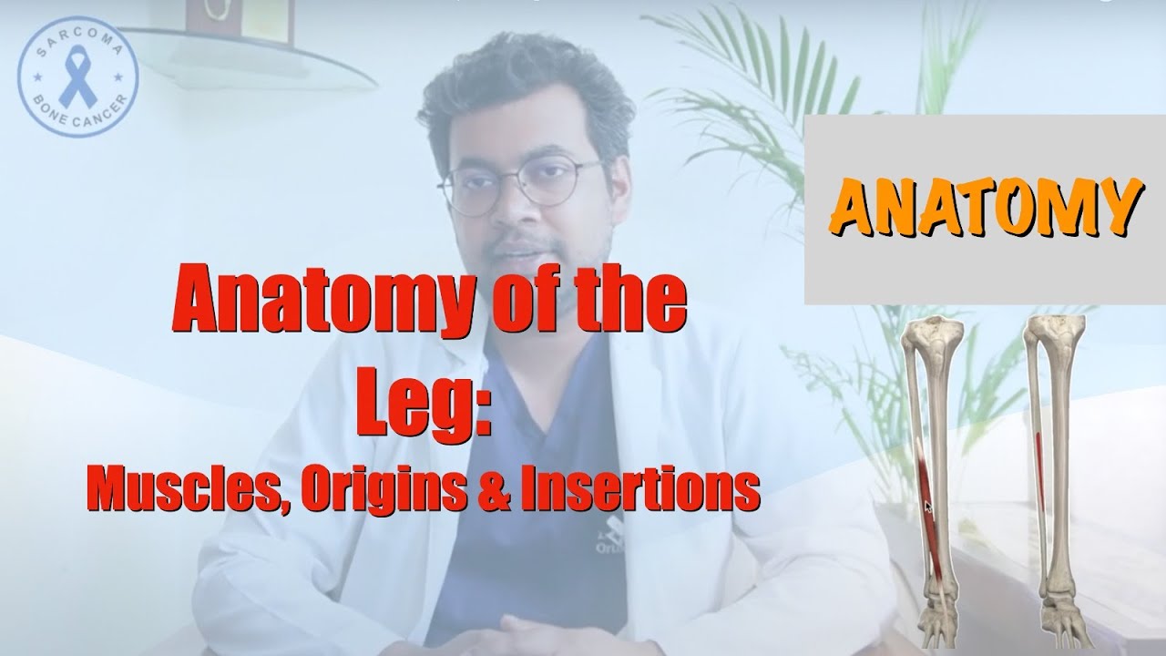Anatomy of the Leg: Muscles, Origins, and Insertions | Human Anatomy | Dr. Deepak Garg