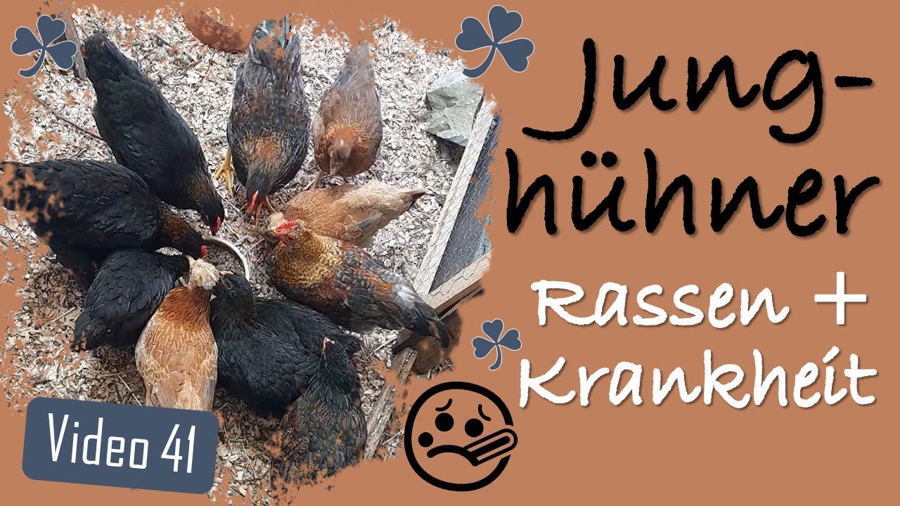 🐔 Welche Rassen haben unsere Mischlings Junghühner? 🤒 Und Krankheit von 2 Hennen 🐓 Hühner 41