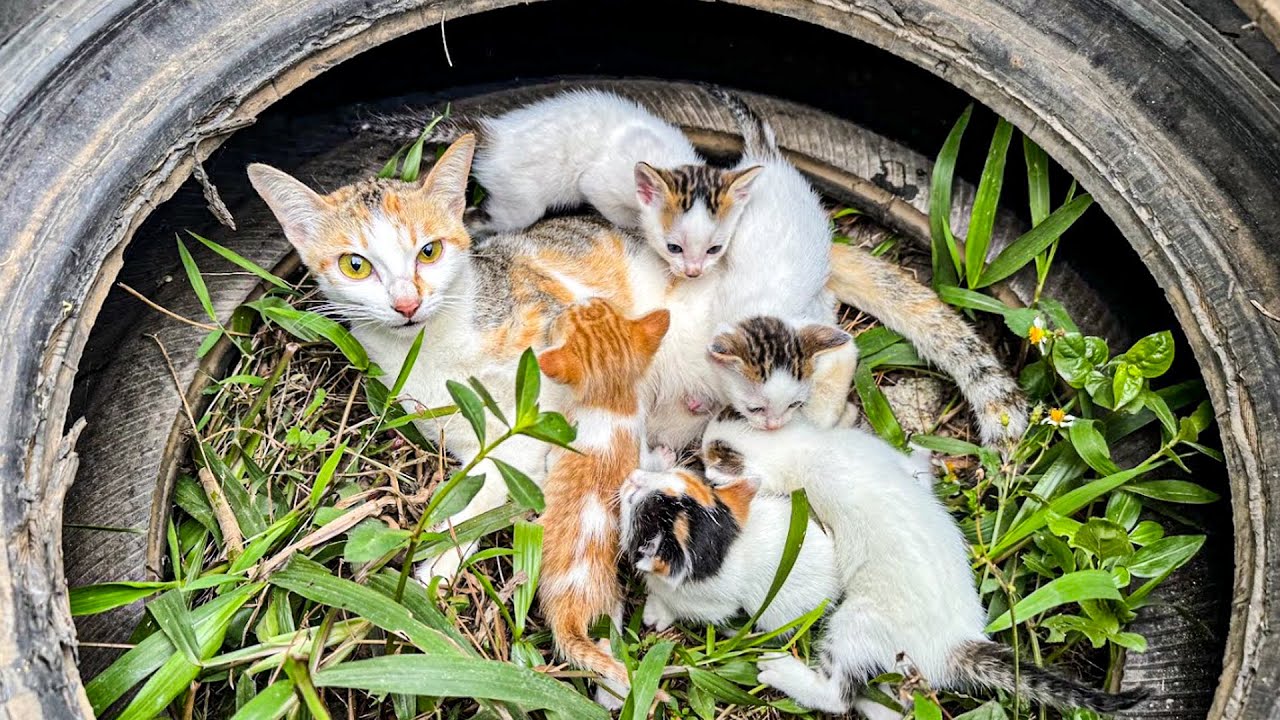 Rescue Mission: Saving a Mother Cat & Her Kittens in Danger | | Cat Care Guide