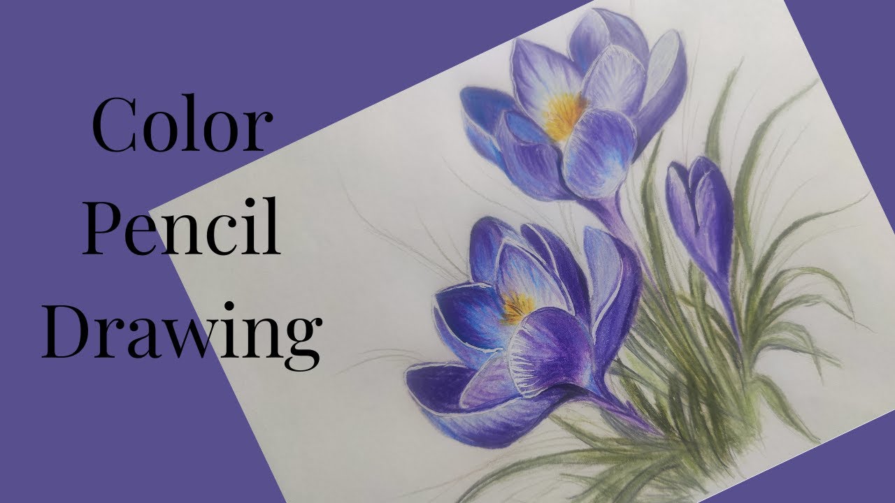 How To Draw A Blue Lily With Color Pencils