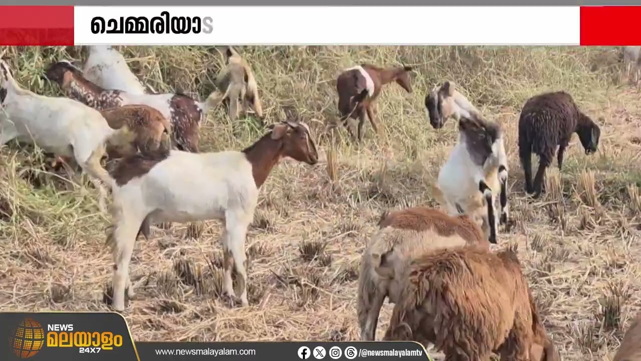 അങ്ങ് തമിഴ്‌നാട്ടിൽ നിന്നും അവരെത്തി..;  പാലക്കാട്ടേക്കെത്തിയ ചെമ്മരിയാട്ടിൻ കൂട്ടങ്ങൾ | Palakkad