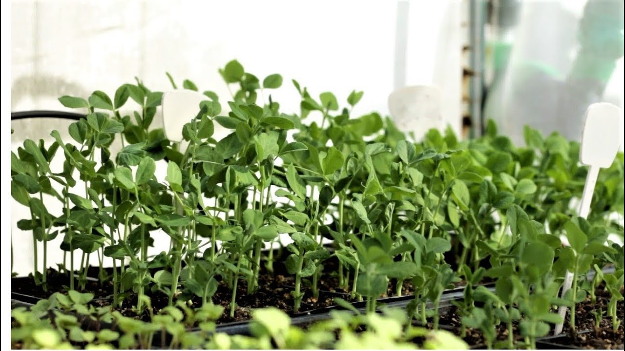 How to choose the right growing season for vegetables and grow seedlings like a pro