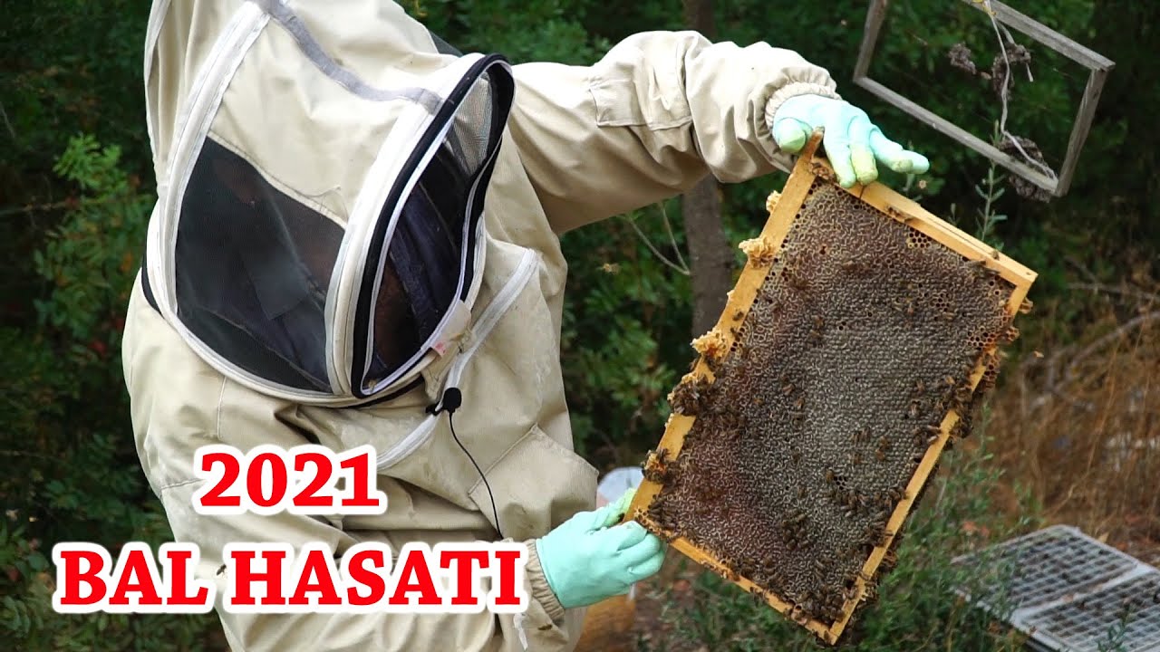 BAL HASATI 2021 | BAL SÜZME | PETEKLİ BALLARIN PAKETLENMESİ | HONEY HARVESTING