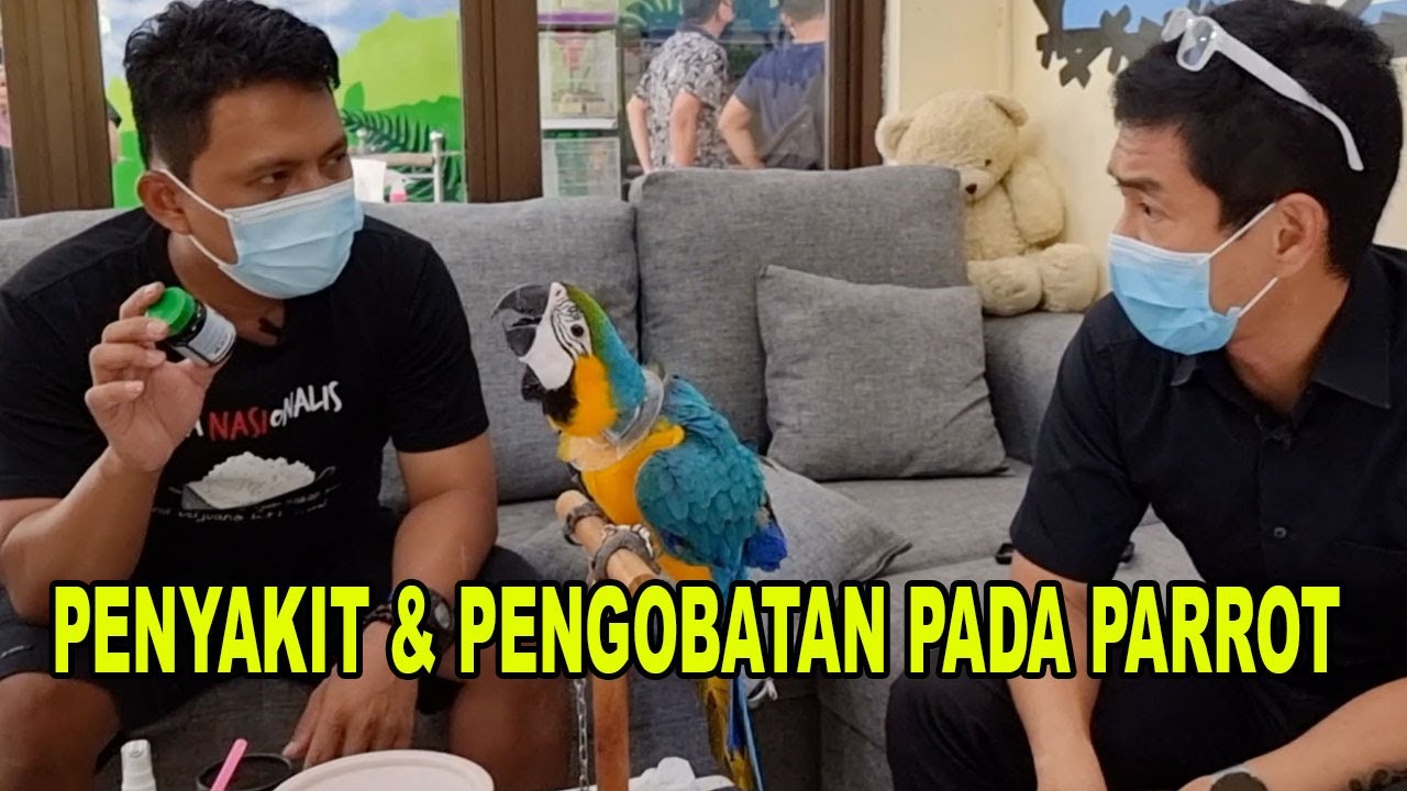 PENYAKIT & PENGOBATAN BURUNG PARROT