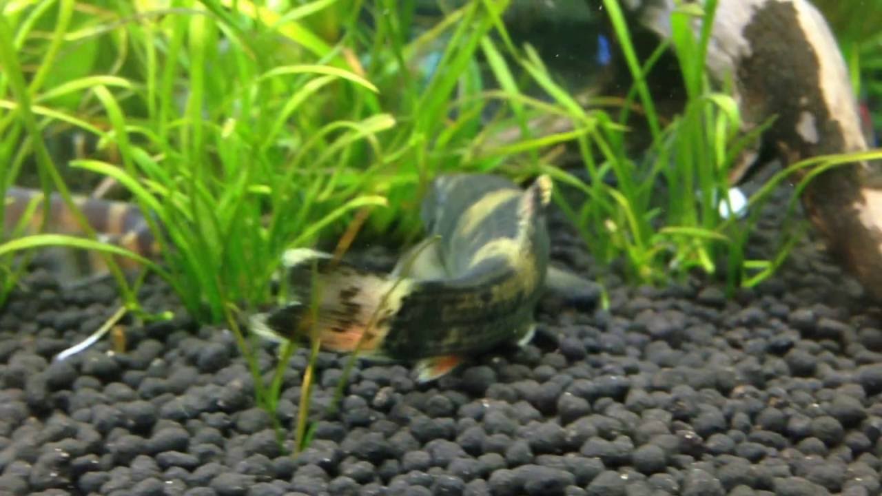 My bottom feeder fish up close