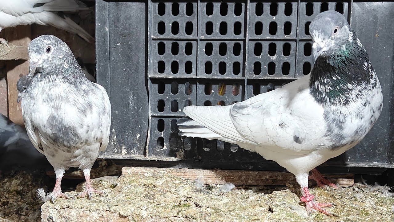 Irfan Kohli Pigeons is live #petsvlog #kabutar #night #livestreaming