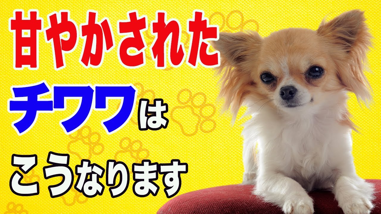 甘やかされて育ったチワワが見せる行動１０選