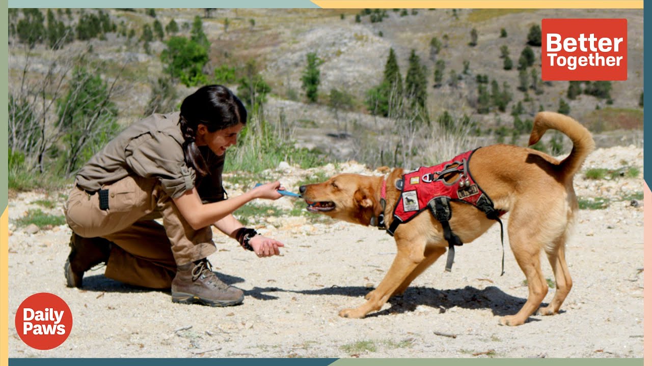 This Dog is Trained to Help Support Worldwide Conservation Efforts | Better Together | Daily Paws