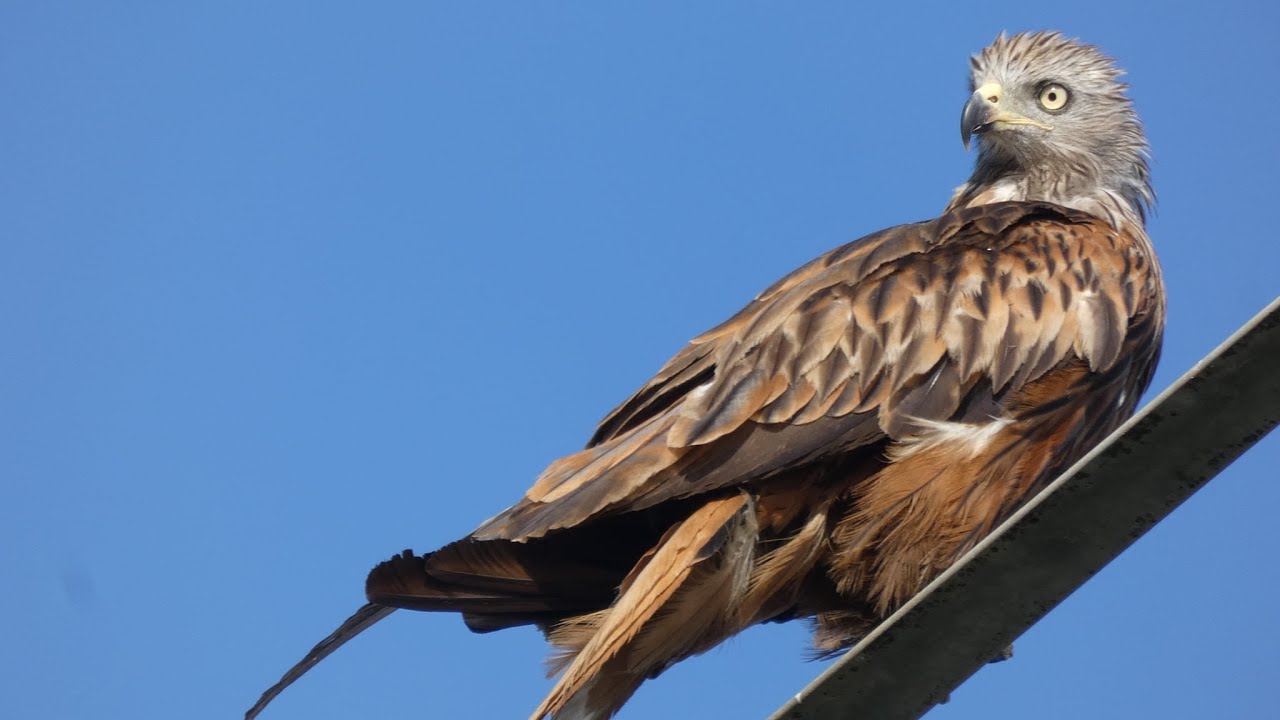 Les dunes de Prunete - Corse