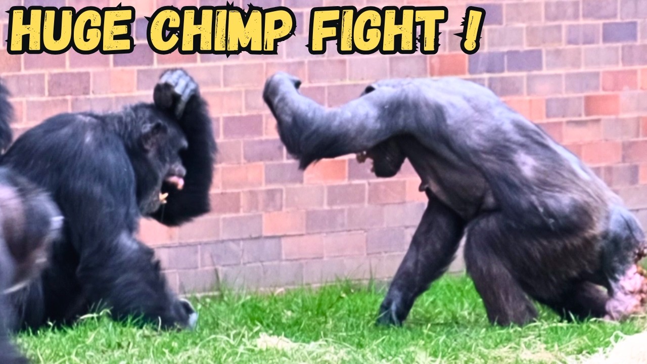 Huge Chimp Fight Caught On Camera
