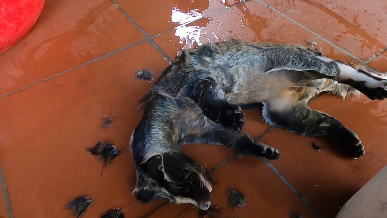 SAPA TV (P1) C&Aacute;CH  L&Agrave;M M&Oacute;N THỊT CẦY HƯƠNG HẤP & RỰA MẬN NGON KH&Ocirc;NG THỂ CƯỠNG NỔI |Steamed CIVET Meat