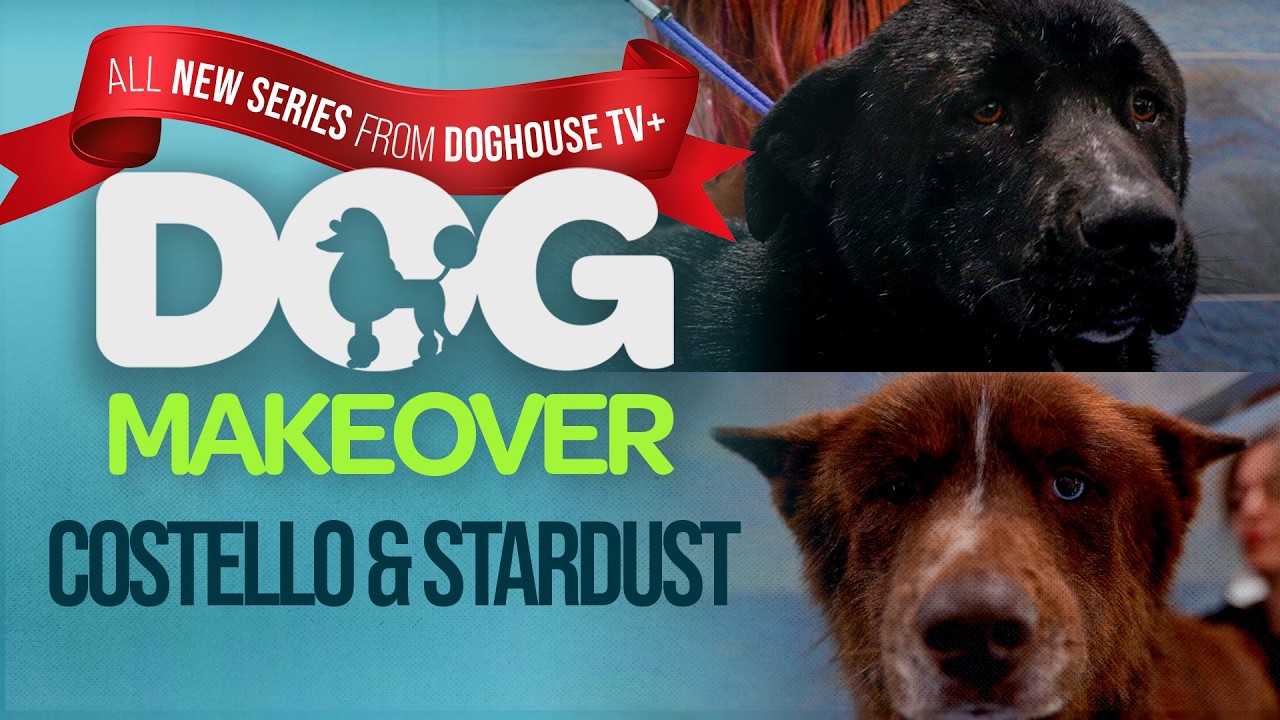 Inseparable Shelter Pups Get Groomed Together | Dog Makeover | Reality Series