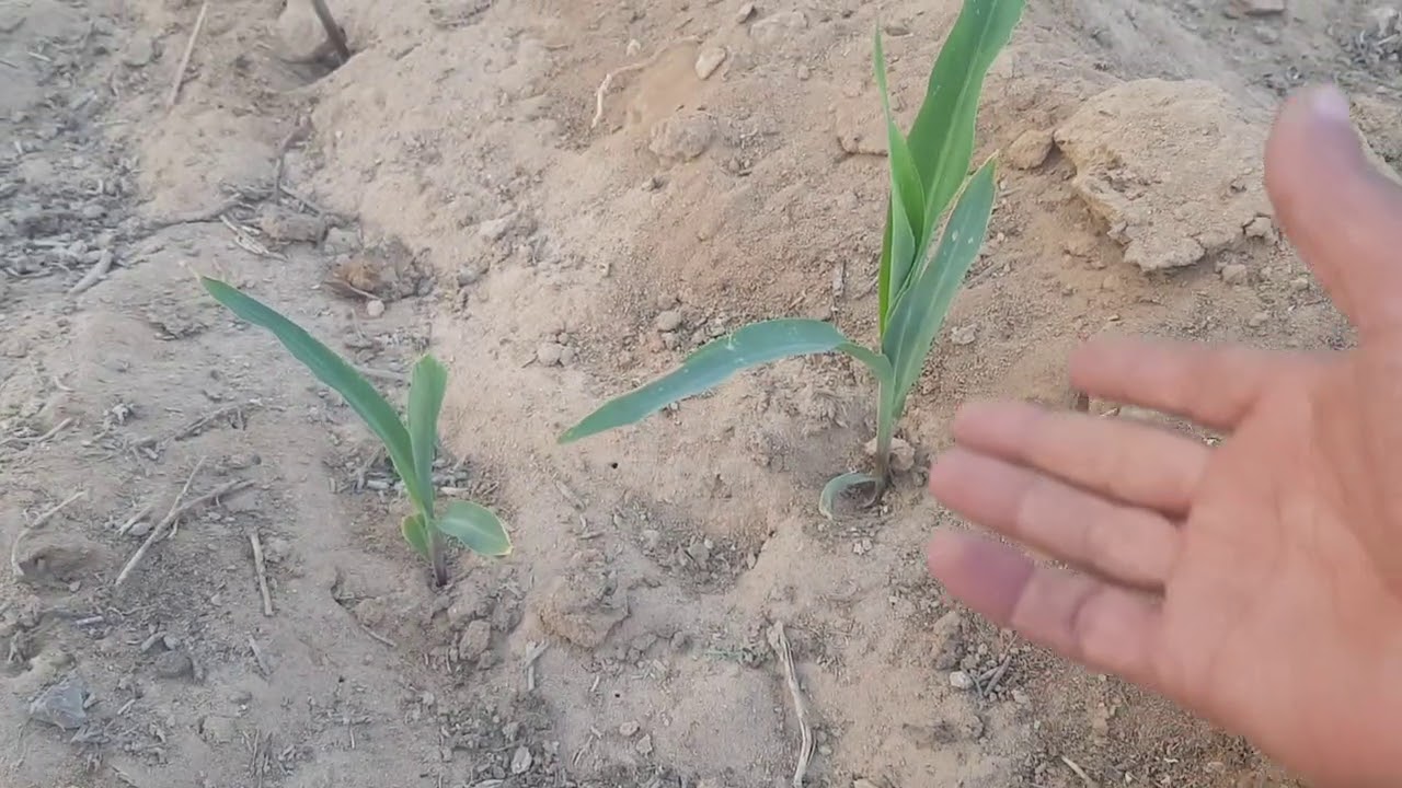 حلول لزراعة الأعلاف في الأراضي القلوية والمياة المالحة