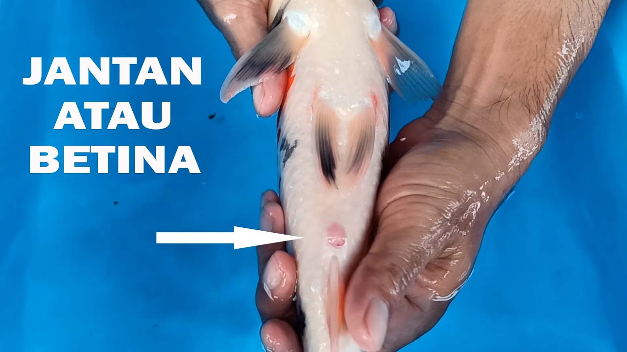 cek kelamin ikan koi pesanan subscriber