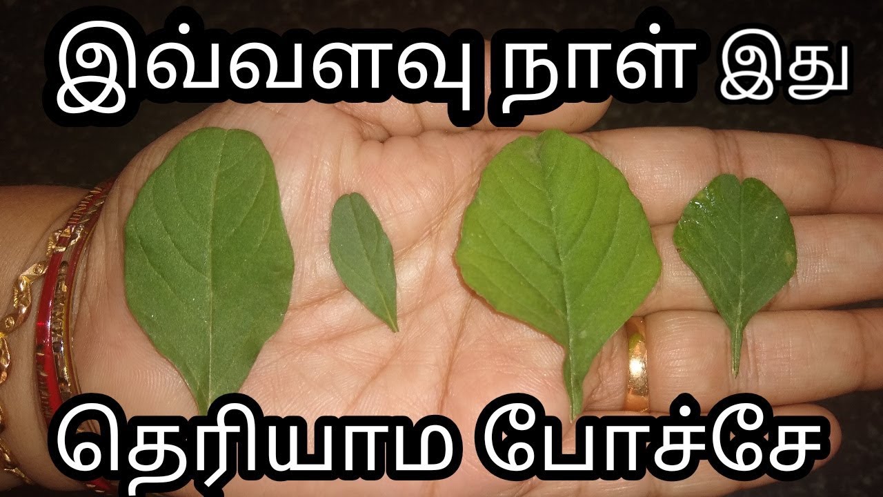 Arai keerai vs Siru keerai| Difference B\W Sirukeerai And Arukeerai