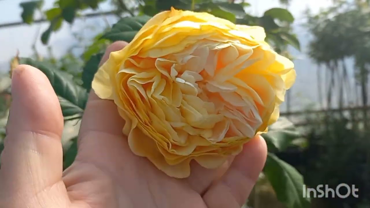 12 МАРТ АТИРГУЛЛАР  ТЕПЛИЦАСИДАМАН🌹🥀🌹🥀🌹🥀💐🌸💐🌸🌹🥀🌹🥀