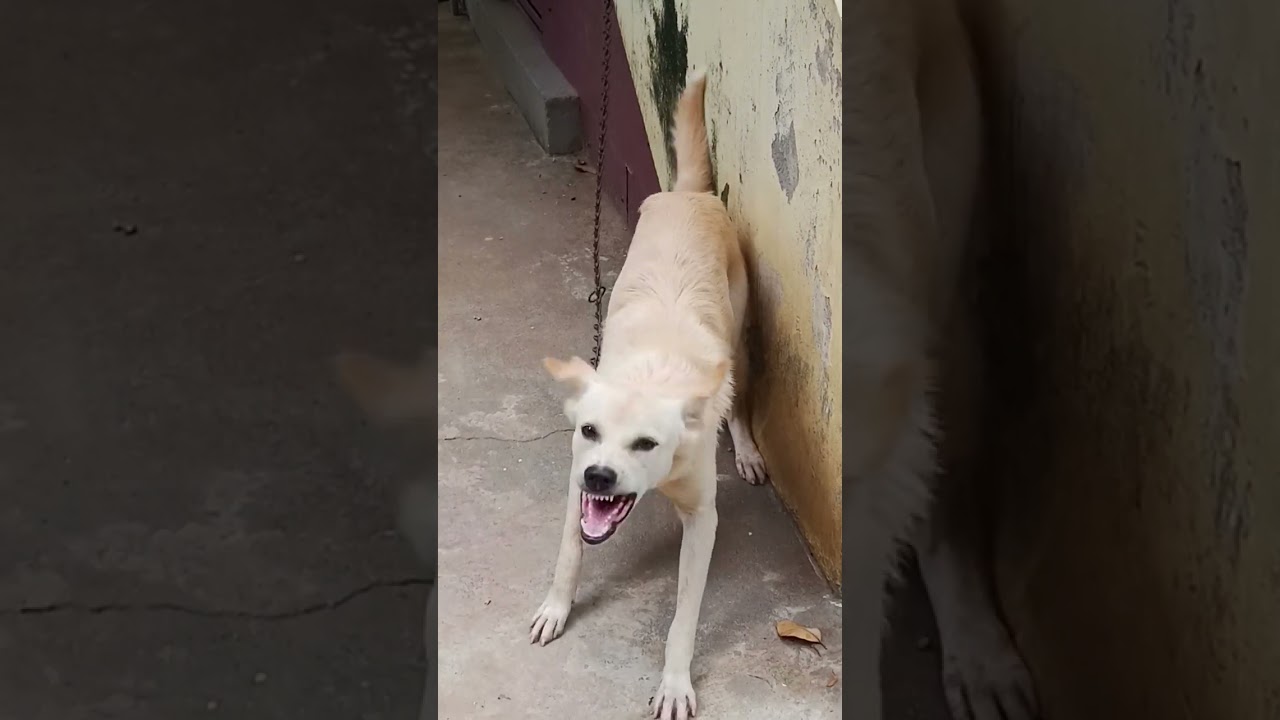 Dog barking||dog sound