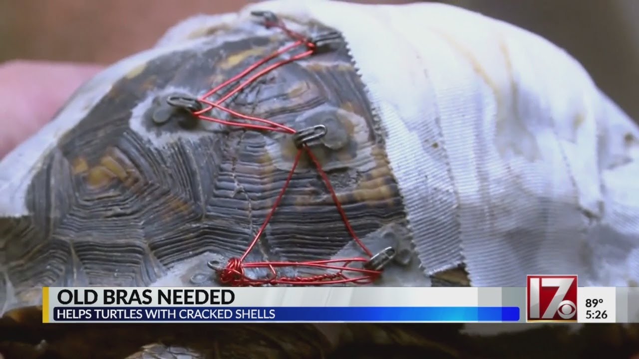 North Carolina rescue needs old bras to repair turtle's cracked shells