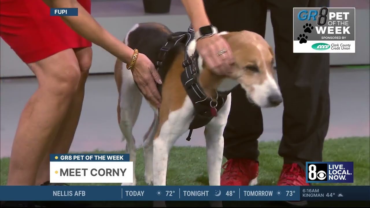Corny: This Week's Gr8 Pet of the Week