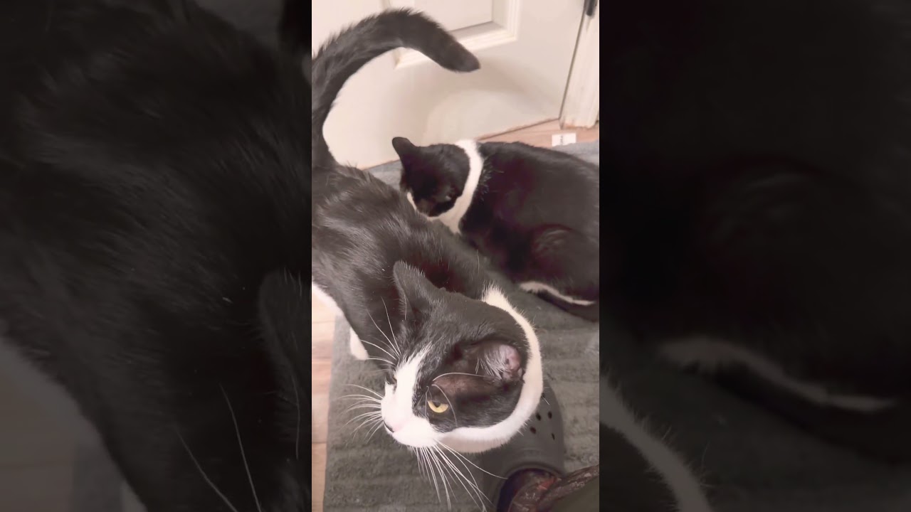 Animals in the Morning! 