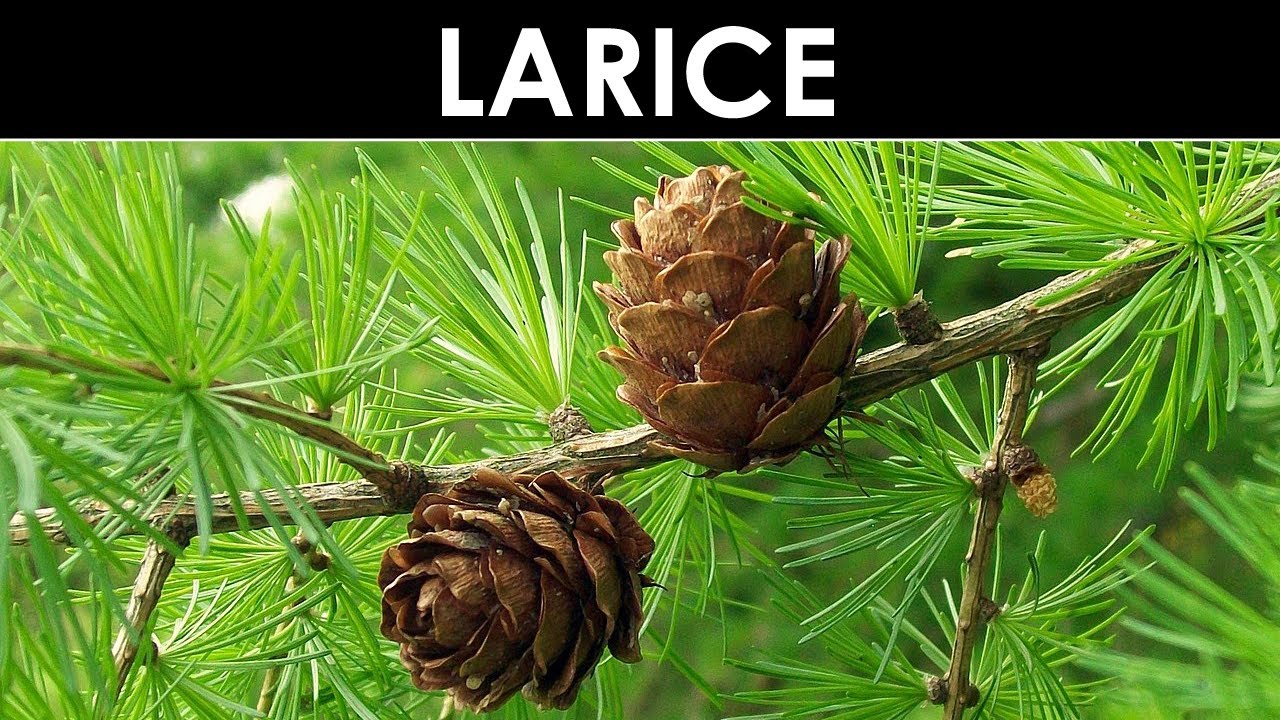 VERBA VOLANT - Il larice