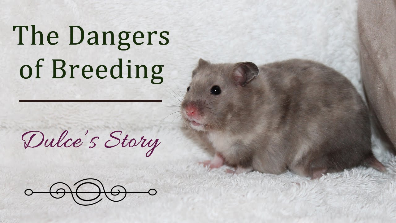 The Dangers of Breeding | Dulce's Story