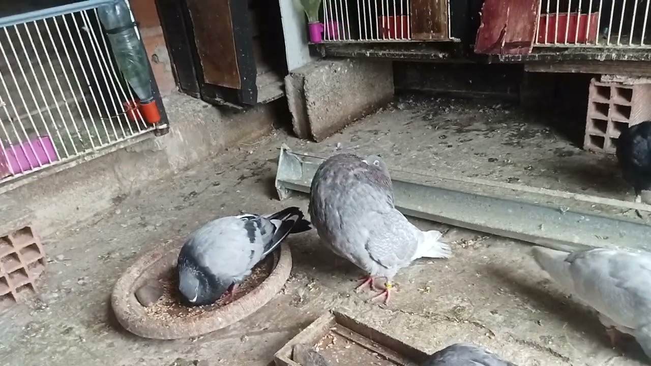 دخلوا تولعوا الأصدقاء الاعزاء في حمام سيفيانوس لادرون 👈 الدم القديم 🇲🇦🌶️🔥💪🪽#pigeon 
