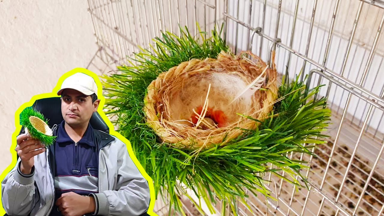 كيف اصنع عش للكناري والحسون