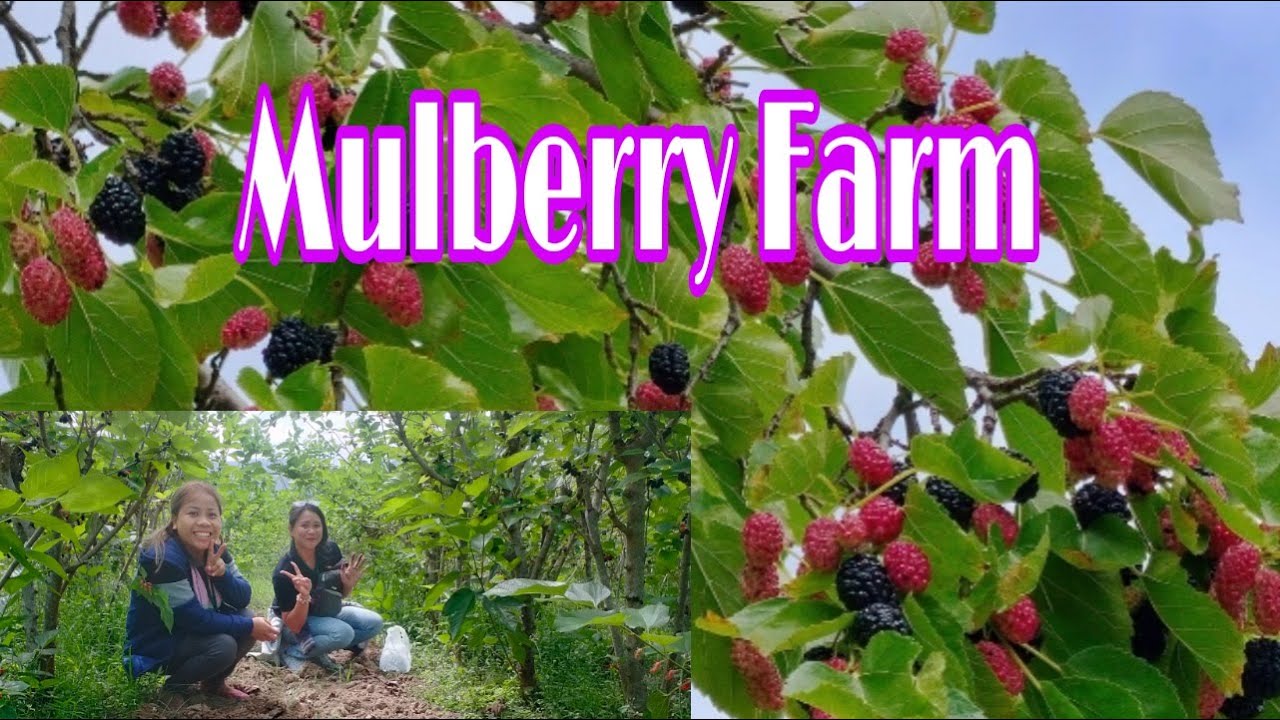 MULBERRY FARM @ DMMSU  Sapilang Bacnotan, La Union