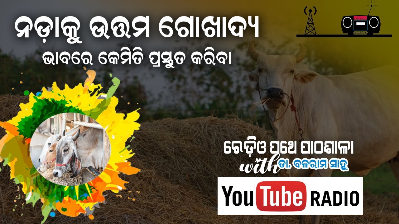 ନଡ଼ାକୁ ଏକ ଉତ୍ତମ ଗୋଖାଦ୍ୟ ରୂପରେ ପ୍ରସ୍ତୁତ କରିବା || EP 3 || ରେଡ଼ିଓ ପଥେ ପାଠଶାଳା with ଡା. ବଳରାମ ସାହୁ .