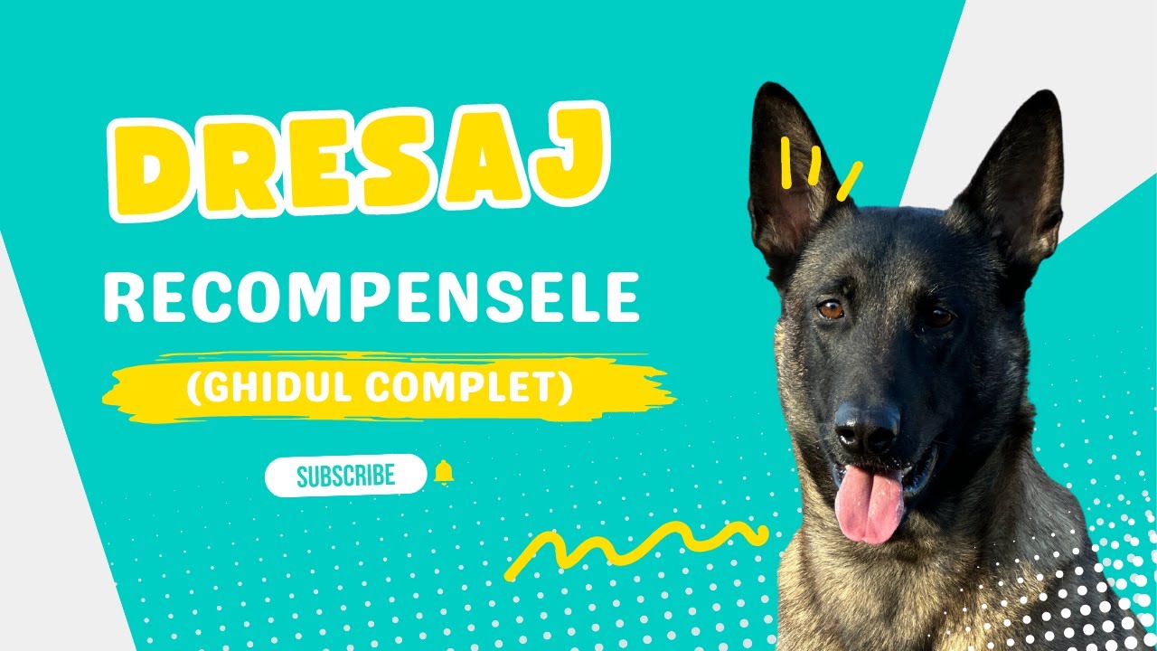 RECOMPENSELE la CAINI | Ghidul Complet și Arma Secretă &icirc;n DRESAJUL Canin
