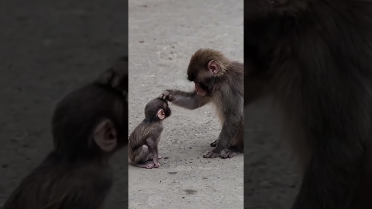 Wait for it... Punch-kun is the Cutest Monkey in Japan! #punchthemonkey  #japan #shortsfeed