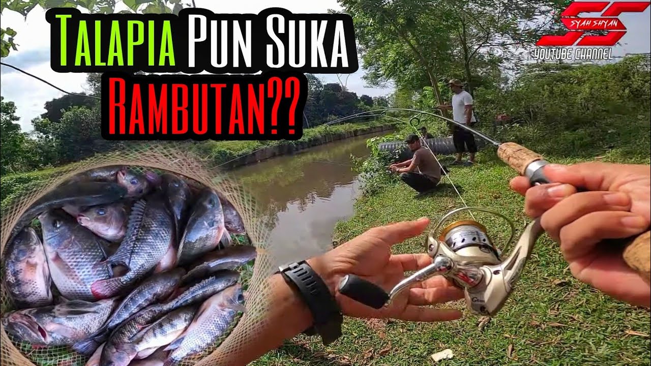 Mancing Talapia Bandar | Sungai Konkrit | Cubaan Umpan Rambutan