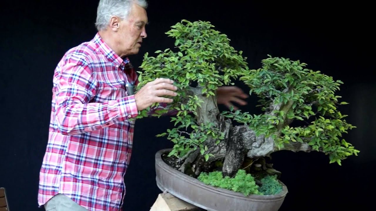 INTERNATIONAL BONSAI ACADEMY with Walter Pall 2013 - Case Study 7/ 