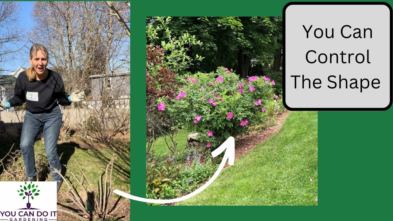How to Prune Rosa Rugosa Quickly
