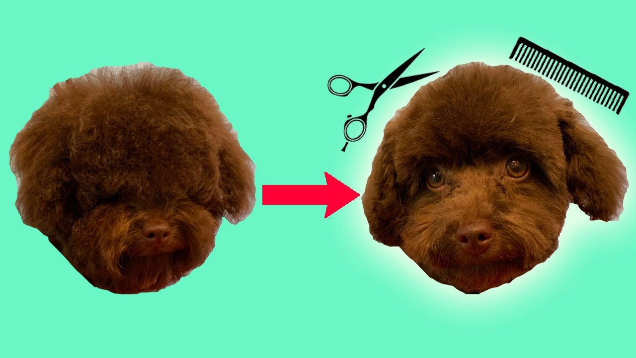 Dog Face Trim (Grooming a Toy Poodle)