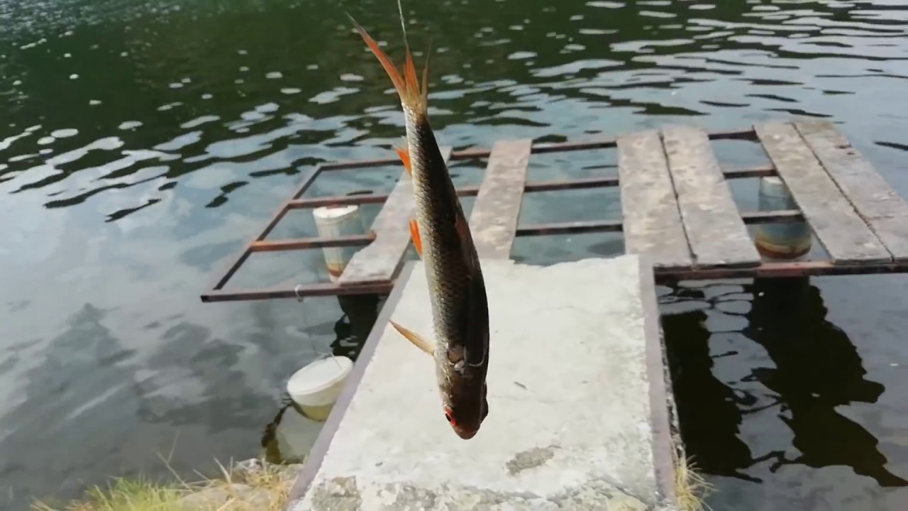 Pêche aux vifs et grosse surprise....