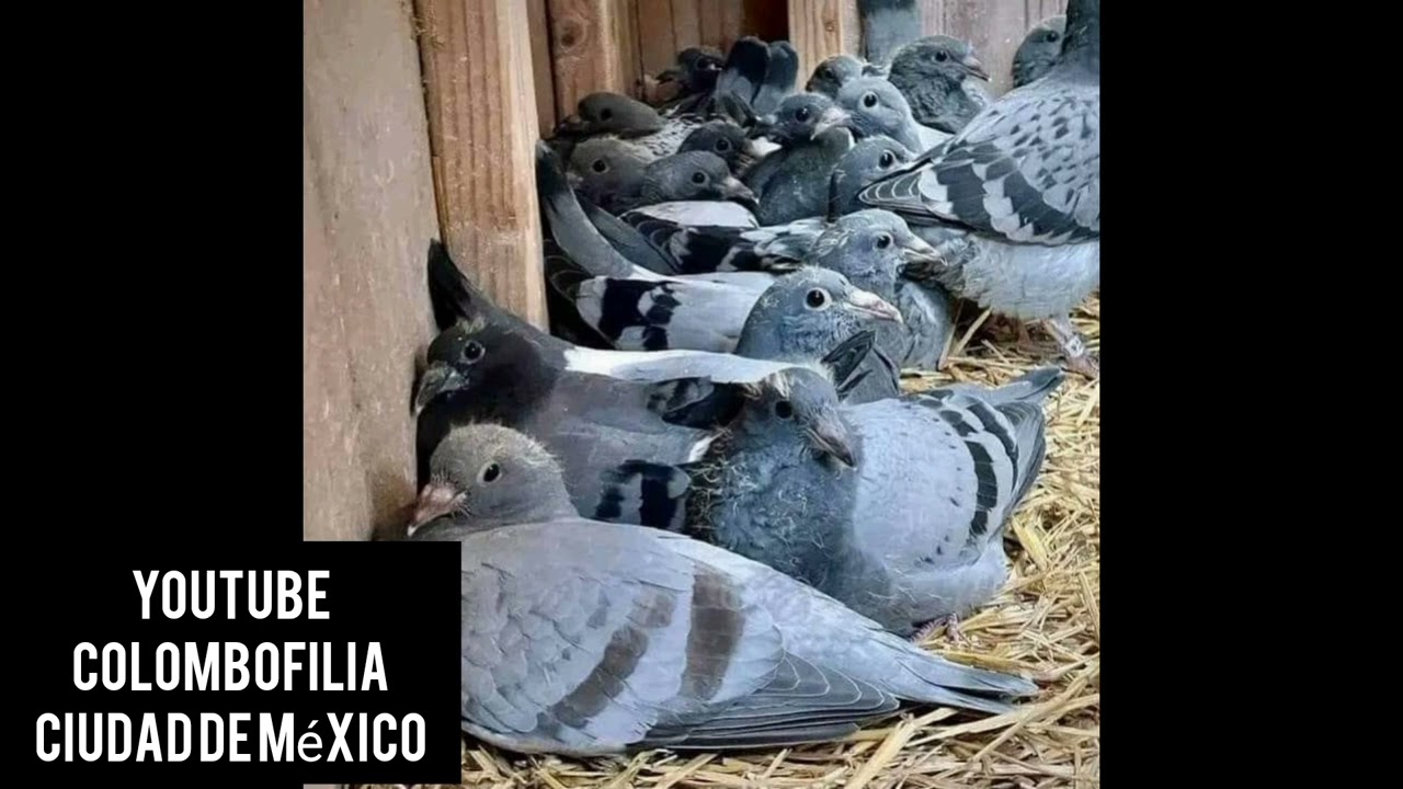 Quieres mejorar en el fondo y gran fondo