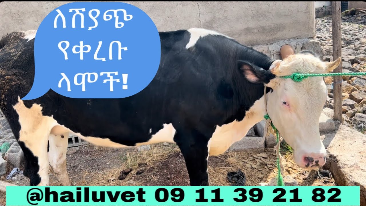 ለሞችን መግዛት ለምትፈልጉ  በአለባ  እና በእርግዝና ላይ ያሉ!