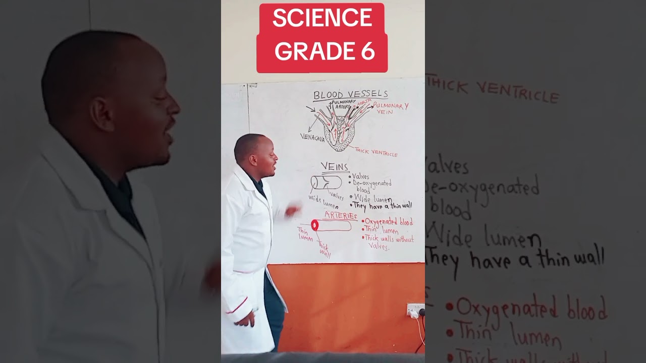 Blood circulatoryblood vessels  grade 6 science and technology