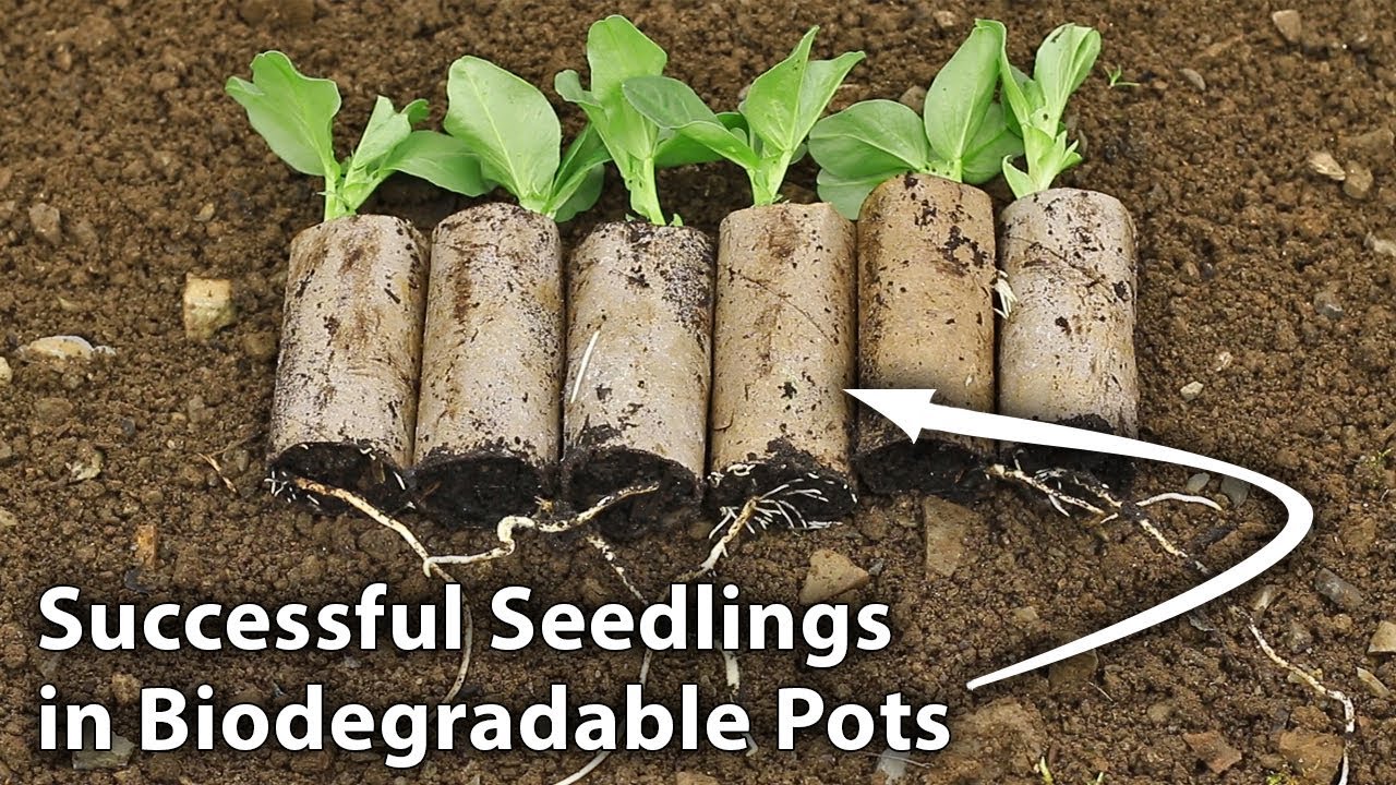 Grow Seedlings Successfully Using Cardboard Rolls