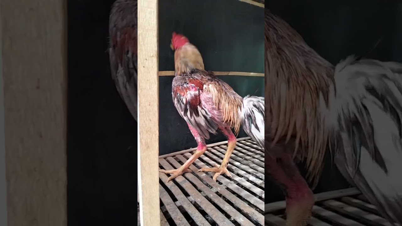 hasil kebun sangat memuaskan anak nya banyak yg juara gaesss