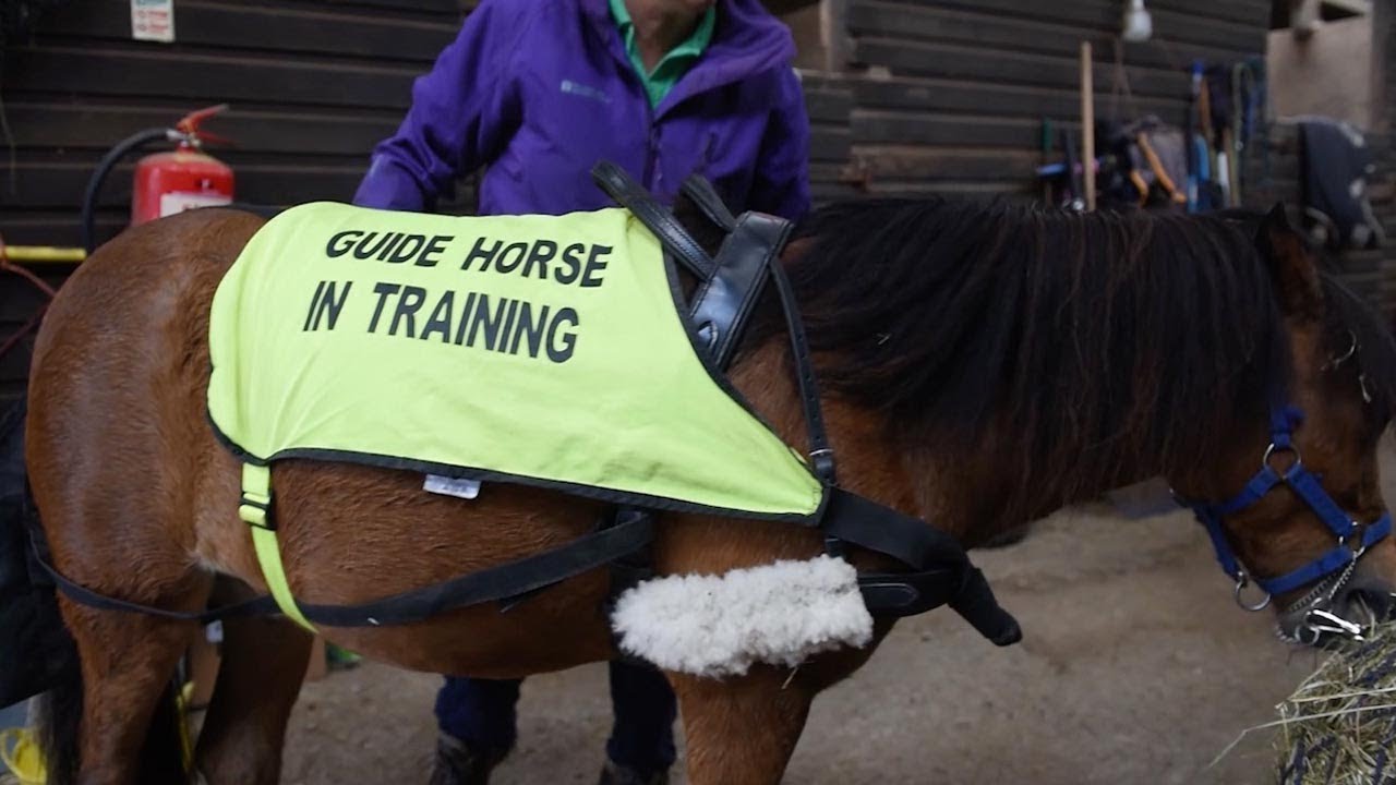 Miniature Horse In Training To Be Guide Pet