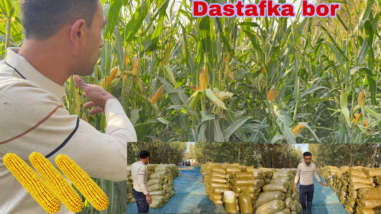 Silyos Olaman Deganlar Uchun Zor Imkonyat Chepiyon Makkajo’xori Silyosi Sotiladi