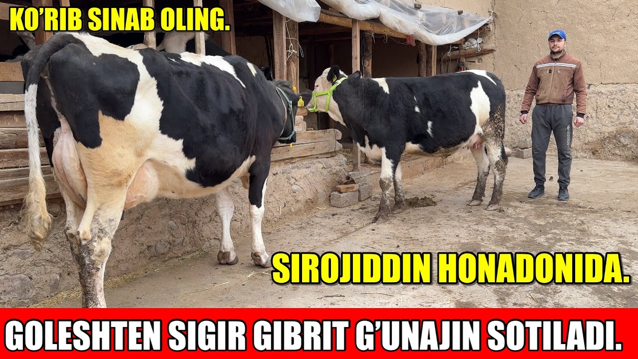 GOLESHTEN SIGIR BIRINCHI QORINGA BO’G’OZ G’UNAJIN SOTILADI.