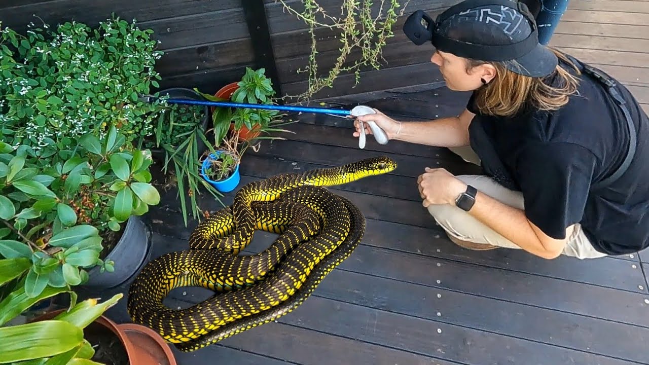 Huge, Venomous Boomslang tried to get into their Home!