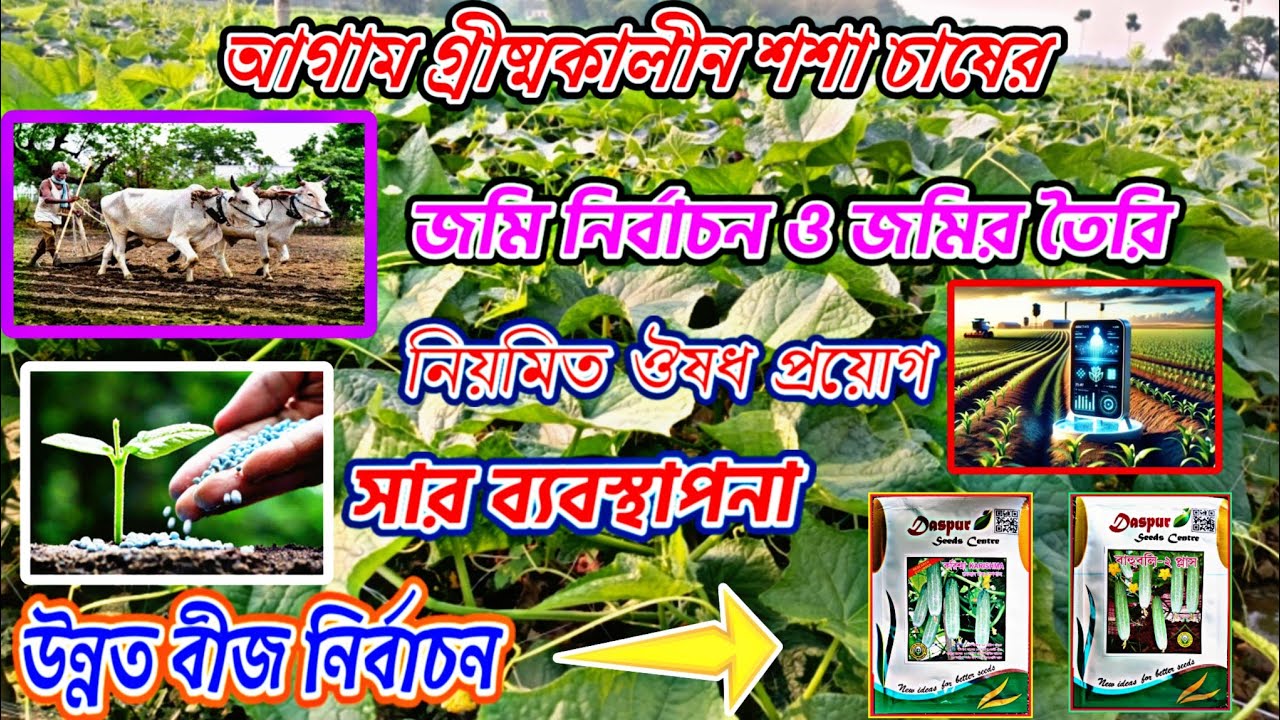 আগাম গ্রীষ্মকালীন শসা চাষের সতর্কতা,মাটি তৈরি  সার ব্যবস্থা ,ঔষধ প্রোয়োগ ও জাত নির্বাচন দেখুন ।
